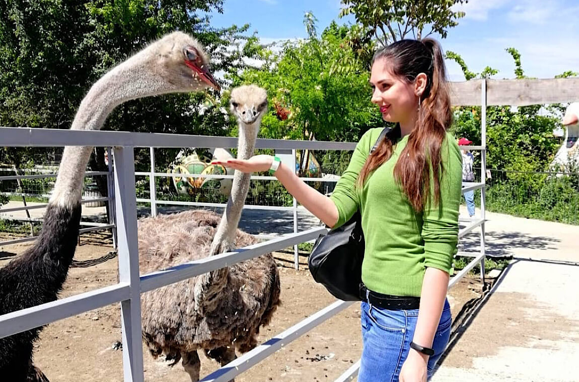 Картинка страусина ферма